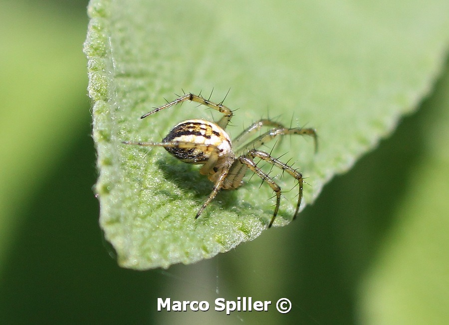 Mangora acalypha - Milano